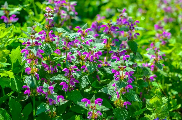 Violette bloemen achtergrond. Lavendelveld, wazig effect. Provence stijl. Kruidenbloemen in gedempte tinten — Stockfoto