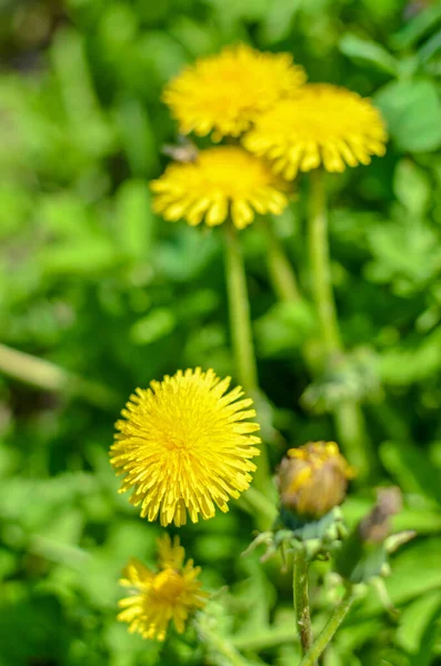 Méhecske egy sárga pitypangon tavasszal — Stock Fotó