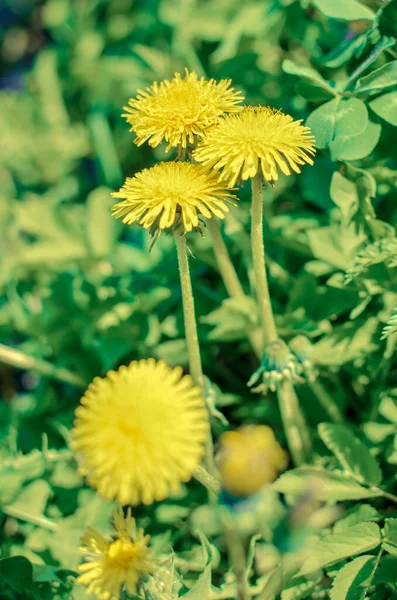 Sárga pitypang virág tavasszal fűvel közelről — Stock Fotó