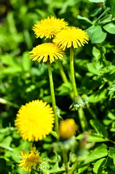 Sárga pitypang virág tavasszal fűvel közelről — Stock Fotó