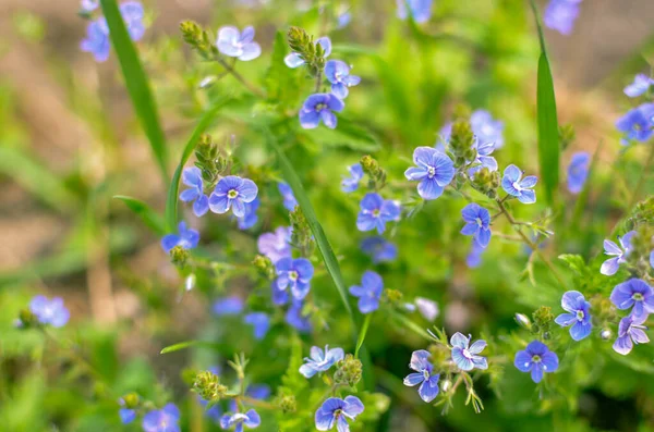 草原植物の背景:青い小さな花-忘れないでください-私は閉じません — ストック写真