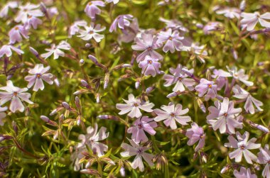 Phlox divaricata Phlox divaricata. Mavi phlox Yakın plan