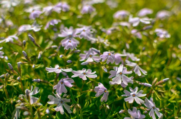 Phlox divaricata Phlox divaricata 。青いphloxの閉鎖 — ストック写真