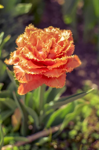 Sensual Touch Tulpe. Fransen Tulpenblüte Sensual Touch. Strahlende Blüte — Stockfoto