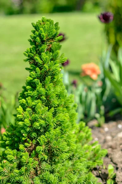 Canadian spruce conic, beautiful green tree close-up — Stock Image Canadian spruce conic, beautiful green tree close-up Stock Photo