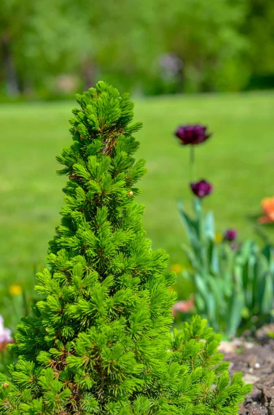 Kanadische Fichte kegelförmig, schöner grüner Baum in Nahaufnahme — Stockfoto