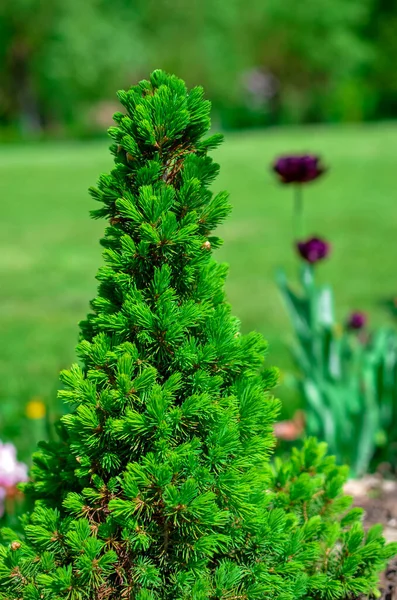 Canadian spruce conic, beautiful green tree close-up — Stock Image Canadian spruce conic, beautiful green tree close-up Stock Picture