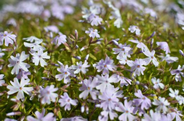Phlox divaricata Phlox divaricata. Mavi phlox Yakın plan