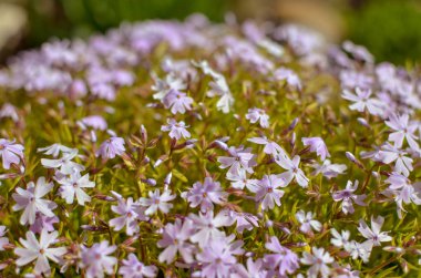 Phlox divaricata Phlox divaricata. Mavi phlox Yakın plan