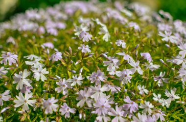Phlox divaricata Phlox divaricata. Mavi phlox Yakın plan