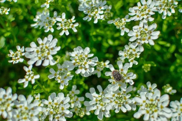 Iberis saxatilis, amara ή πικρό καντηλάκι πολλά λευκά άνθη — Φωτογραφία Αρχείου