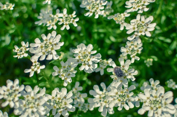 Iberis saxatilis, amara o amaro candytuft molti fiori bianchi — Foto Stock