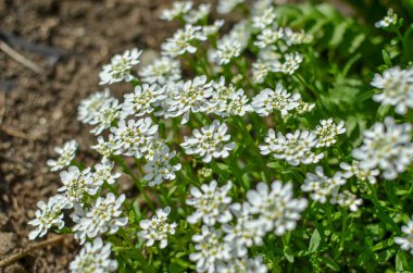 İberis saxatilis, amara veya acı şekerleme. Bir sürü beyaz çiçek.