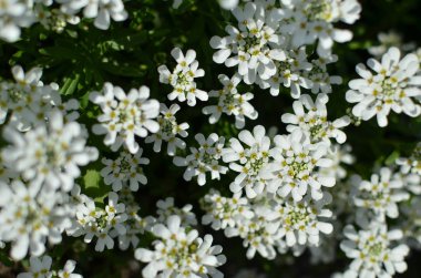 İberis saxatilis, amara veya acı şekerleme. Bir sürü beyaz çiçek.