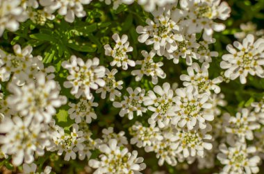 İberis saxatilis, amara veya acı şekerleme. Bir sürü beyaz çiçek.
