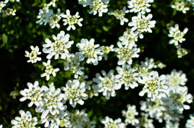 İberis saxatilis, amara veya acı şekerleme. Bir sürü beyaz çiçek.