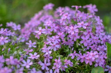 Pembe phlox subulata - güzel çiçek çözünmüş fotoğraf