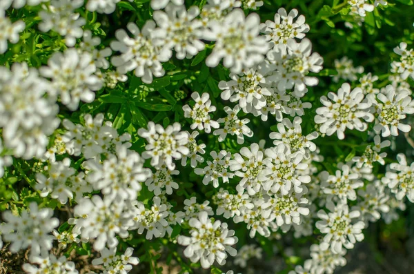 Iberis saxatilis, amara or bitter candytuft many white flowers — Stock Photo, Image