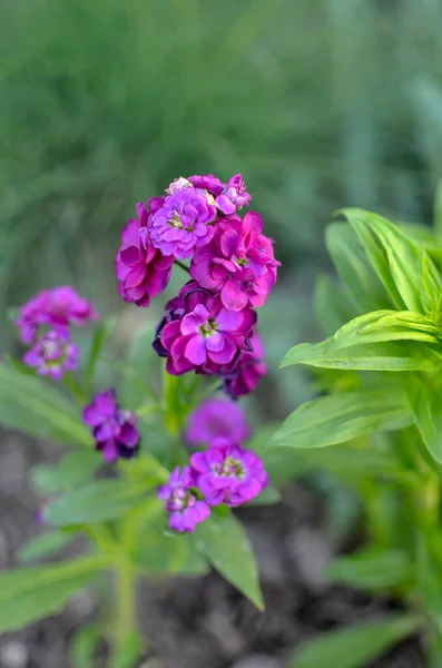背景に鮮やかなピンクの花弁と草を持つフィールドカーネーション — ストック写真