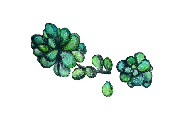 Suluboya sulu yeşil sedum çizimi sadece yapraklarla yapılır — Stok fotoğraf