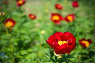 Baharda bahçede çiçek açan şakayık ağacı. Makro