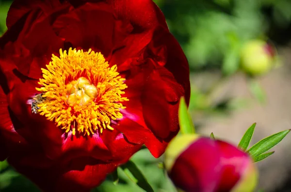 Pfingstrosen blühen im Frühling im Garten. Makro — Stockfoto