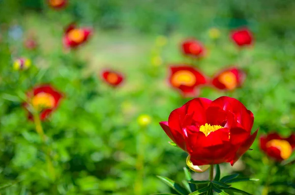 Pfingstrosen blühen im Frühling im Garten. Makro — Stockfoto