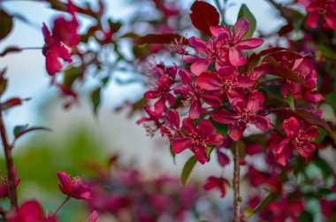 Elma ağacı Malus evcil çiçekleri ilkbaharda açar. Variety Krallığı