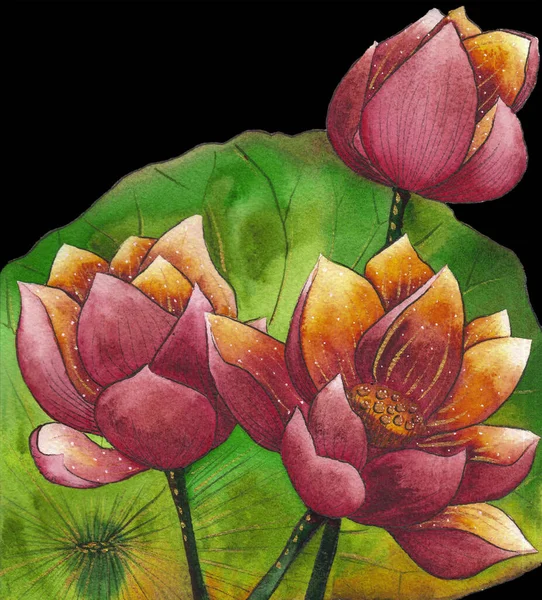 Aquarell Malerei Illustration von blütenrotem Lotus. Künstlerische floralen abstrakten Hintergrund — Stockfoto