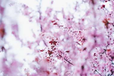 Çiçekli pembe kayısı çiçeği. Ağaç çiçek açısından zengindir. Bahar geldi.