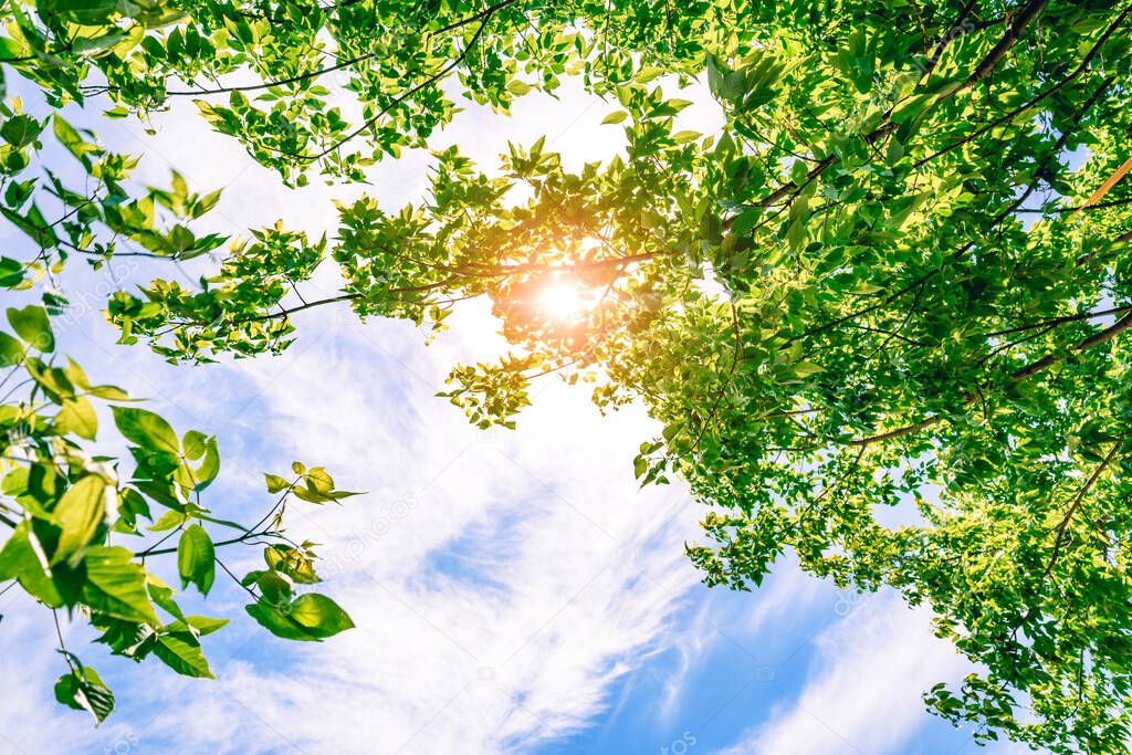 The sun shines through the bright green foliage of a tree. Blue sky and clouds. Spring