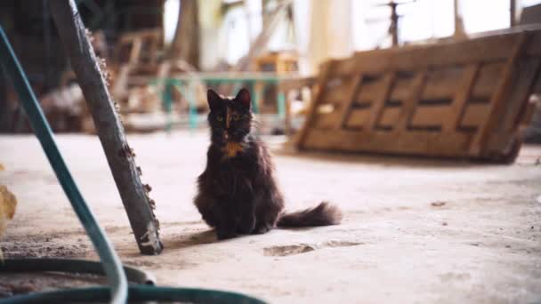 Темная Симпатичная Кошка Сидит Смотрит Яркой Комнате Мастерской — стоковое видео
