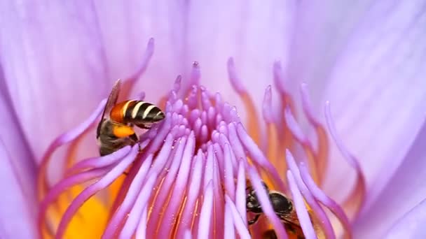 Пчела Крупным Планом Собирает Нектар Пыльцы Лотоса — стоковое видео