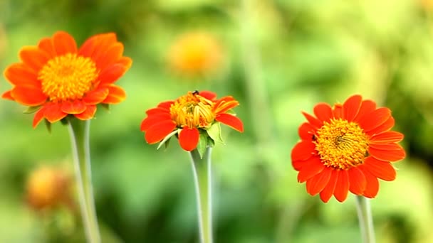 Mexican Sunflower Med Bee Mot Gröna Bokeh Bakgrund — Stockvideo