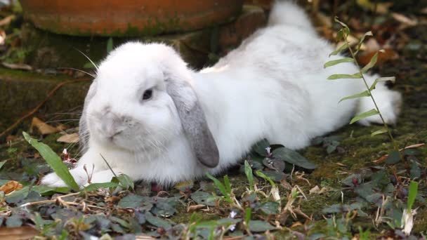 White holland lop rabbit lying down in garden with green grass