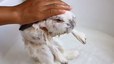 Kimliği belirsiz el banyo şirin ve komik tavşan havzasında alarak