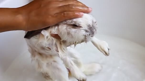 Mão Não Identificada Tomando Banho Coelho Bonito Engraçado Bacia — Vídeo de Stock