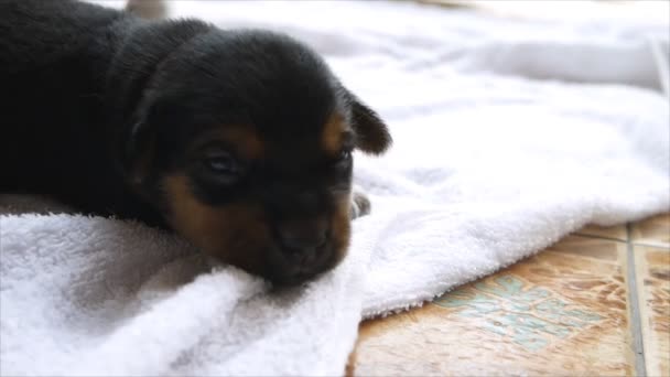 Svart Valp Hund Ligga Handduk Medan Begle Försöker Leka Med — Stockvideo