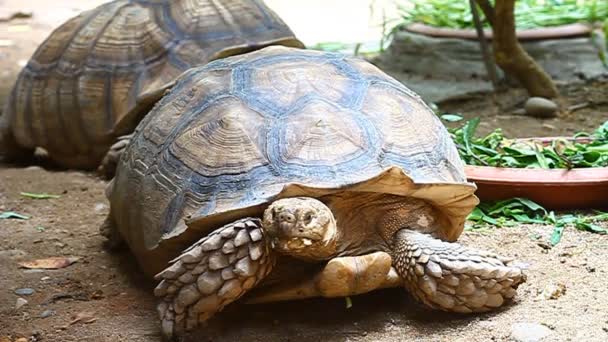 阿尔达布拉巨型龟吃 Vetgetable — 图库视频影像