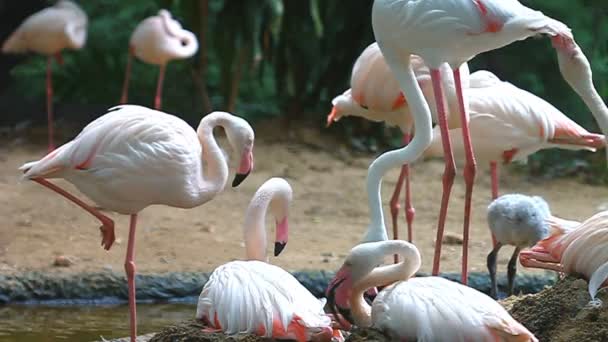 Rebanho Flamingo Perto Lagoa — Vídeo de Stock