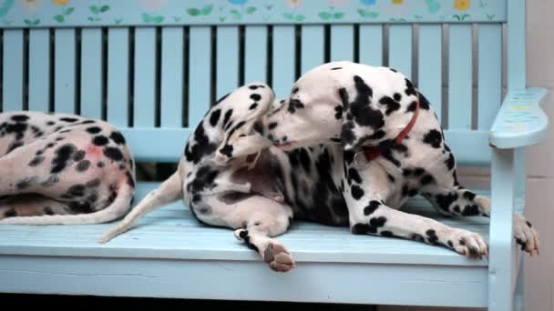 Далматинская Собака Отдыхает Стуле Облизывая Ногу — стоковое видео