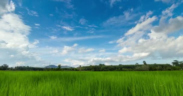 Timelapse Pasando Nube Cielo Sobre Campo Arroz Songkhla Tailandia — Vídeos de Stock