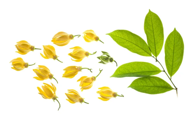 Klimmen Ylang Ylang Bloem Wtth Blad Manorangini Hara Champa Kantali — Stockfoto