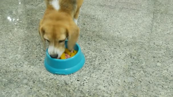 可爱的猎犬等待吃呕吐食物和完成在分钟 — 图库视频影像