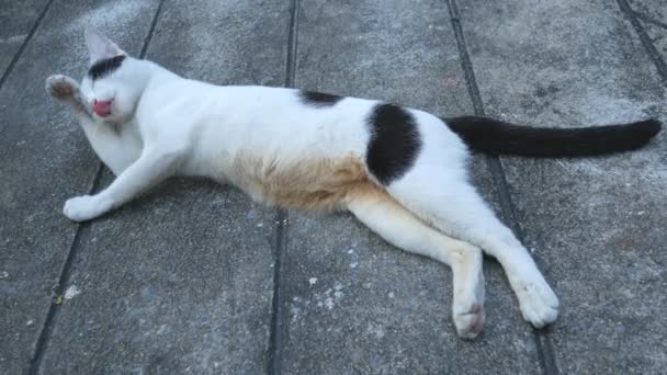 Adorable Playful Cat Lying Cement Floor — Stock Video