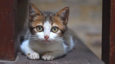 Sevimli küçük beyaz kedi önce sit Ahşap merdiven üzerinde oturan sırasında esneme