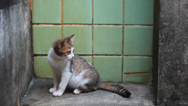 Adorable Little White Cat Sitting Cement Floor Walk Away — Stock Video