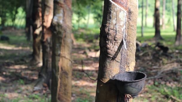 Zbierając Gumy Lateksowej Płynące Drzewa Gumy Spadać Miski Plastikowe — Wideo stockowe