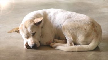  Köpek parlama ışık ile katta uyuyan beyaz