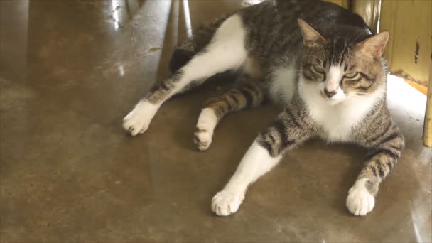 Красивая Кошка Лежит Полу — стоковое видео